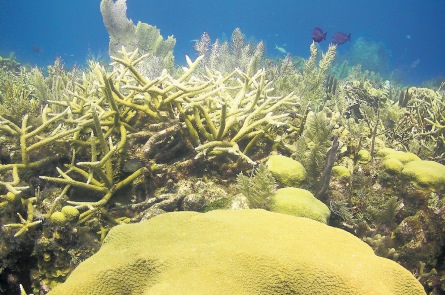 Staghorn coral (Photo: Renata Ferrarai)